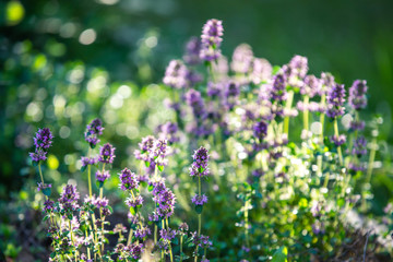 Blooming thyme. Flowers in backlight. Violet flowers on a green background. Medicinal plant.