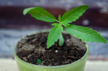 Baby marijuana plant