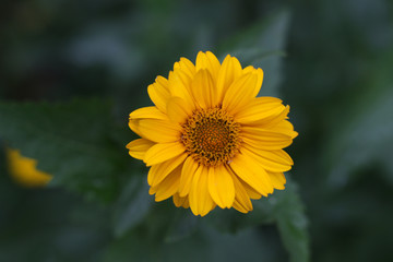 yellow false sunflower closeup