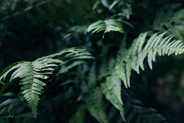 fern in the forest background
