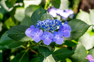 宝八幡のアジサイ