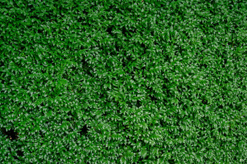 Close-up of bright green foliage boxwood Buxus sempervirens as the perfect natural backdrop for any  theme. Boxwood wall in natural conditions. Selective focus