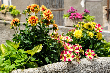 beautiful flower arrangement in flowerpots