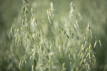 Bing green of ripe oat growing in a field in Sunny day