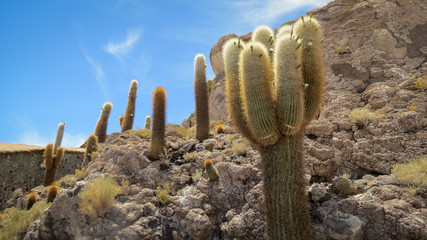 Tall Cacti