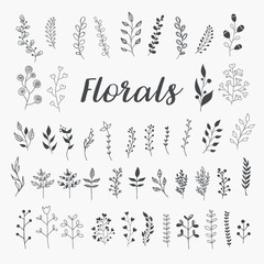 Fototapeta na wymiar Collection of Hand Drawn Floral Elements. Vector Leaves and Herbs