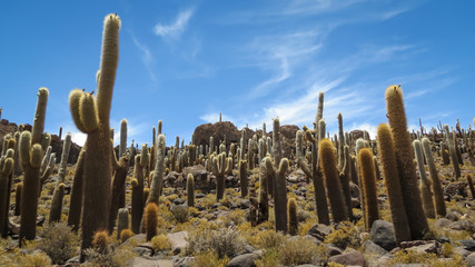 Tall Cacti