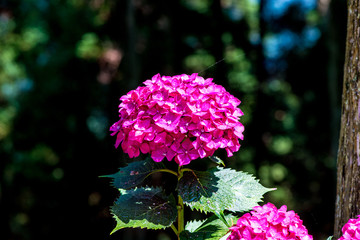 宝八幡のアジサイ