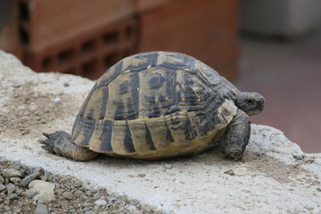 Big turtle in the city. Ankara, Turkey.