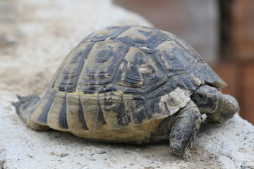 Big turtle in the city. Ankara, Turkey.