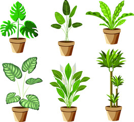 Set of Vector realistic detailed house plant for interior design and decoration.Tropical plant for interior decor of home or office.