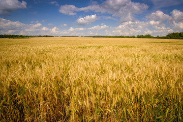 Summer landscape.The ears of ripening wheat against the sky on a summer day..