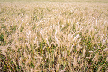 Ears of ripening wheat in the wind on a summer day.
