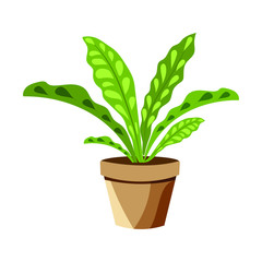 Vector realistic detailed house plant for interior design and decoration.Tropical plant for interior decor of home or office.