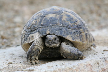Obraz premium Big turtle in the city. Ankara, Turkey.