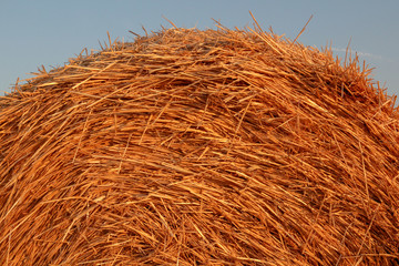 Roll of straw against the blue sky. Image at sunset. Rural or rustic background, selective focus, close-up.