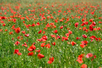 poppy field in the provence, france, europe