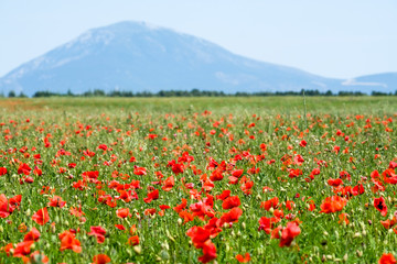 poppy field in the provence, france, europe