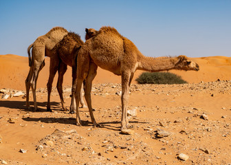 camels in the desert in Oman
