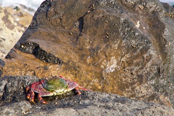 Sally Lightfood Crab