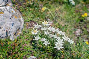 Beautiful edelweiss(Leontopodium nivale) flowers from the path from Beklemeto to Kozya Stena, Troyan Balkan, Bulgaria