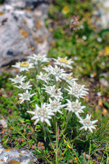 Beautiful edelweiss(Leontopodium nivale) flowers from the path from Beklemeto to Kozya Stena, Troyan Balkan, Bulgaria