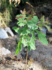 Young green one oak, very small,  lonely tree
