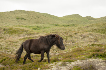 shetland pony in the heath