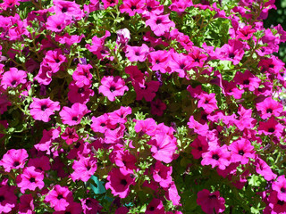 Lots of Petunia bright pink flowers on bright sunlight in July outdoors