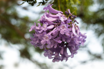 lilac flowers on branch of jakaranda blooming tree - obrazy, fototapety, plakaty