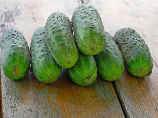 Green fresh cucumber hanging and growing in greenhouse in summertime, close-up