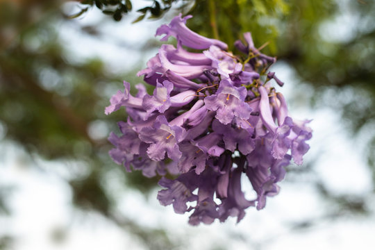 lilac flowers on branch of jakaranda blooming tree