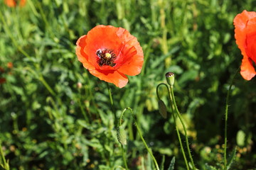 Flowers The red poppies bloom on a wild field. Beautiful red macaw fields with selective focus....