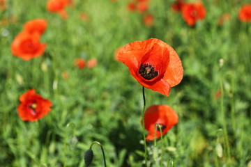 Flowers The red poppies bloom on a wild field. Beautiful red macaw fields with selective focus....