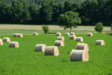 Hay Bale in a green field