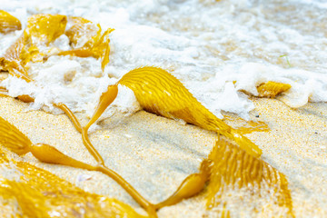 Yellow beautiful seaweed on the beach in California. seaweed in the sand.