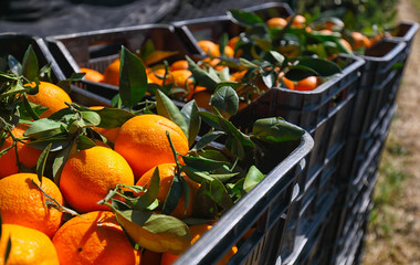 Black plastic fruit boxes full of oranges by orange trees during harvest season in Sicily