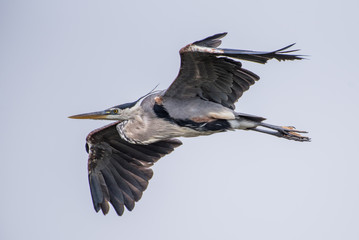 Great Blue Heron gliding in for a landing with great wingspan and legs straight behind.