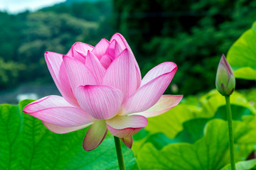 Obraz premium 臼杵の古代蓮