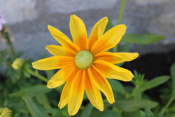 Fleur