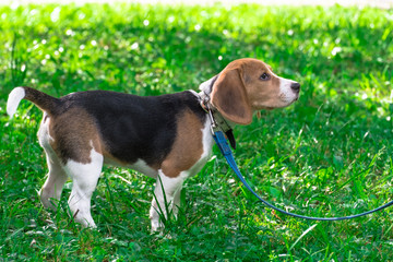 A thoughtful Beagle puppy with a blue leash on a walk in a city park. Portrait of a nice puppy.Eastern Europe.