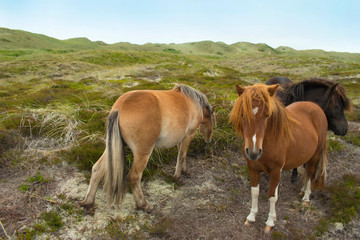 shetland ponies in the heath