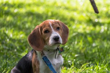 A thoughtful Beagle puppy with a blue leash on a walk in a city park. Portrait of a nice puppy.Eastern Europe.