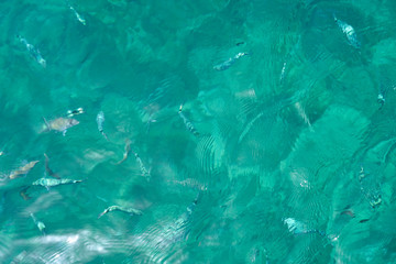 Fishes in clear tropical sea water. Natural background.