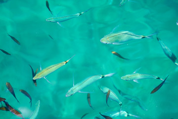Fishes in clear tropical sea water. Natural background.