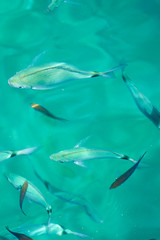 Naklejka premium Fishes in clear tropical sea water. Natural background.