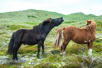 shetland ponies in the heath