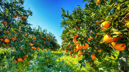 Ripe oranges on tree in orange garden.