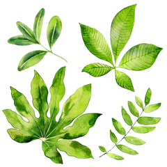 Collection of watercolor tropical leaves