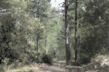 Obraz premium Hiking through a beautifull forest in France,Vaucluse near Mont Ventoux